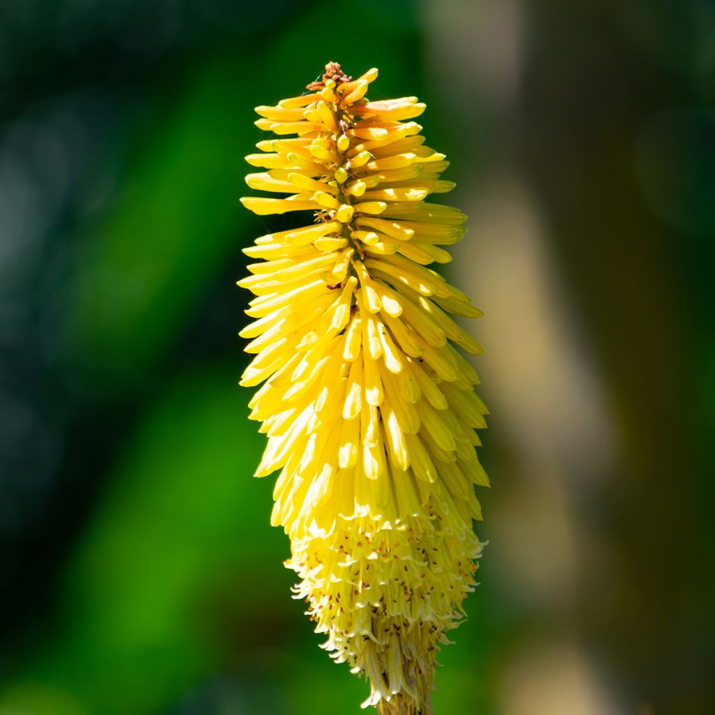 Fackellilie Wrexham Buttercup - Kniphofia