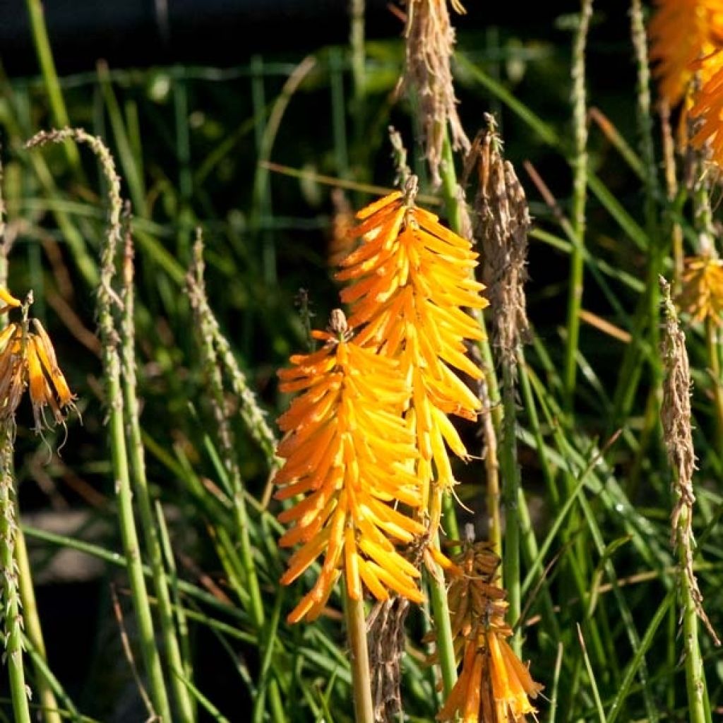 Fackellilie Mango Popsicle - Kniphofia