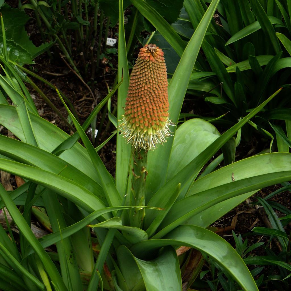 Kniphofia northiae - Tritoma bicolore jaune pâle et orangé