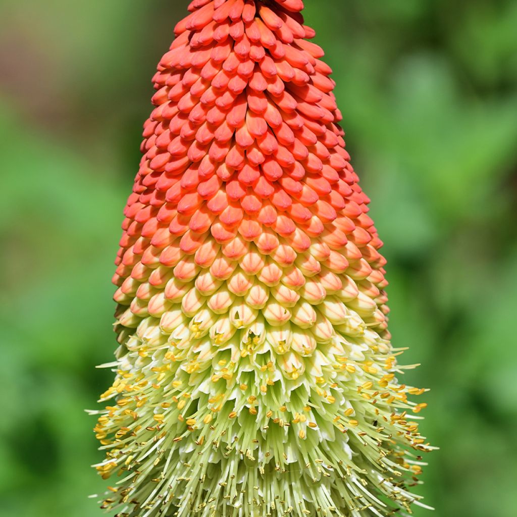 Kniphofia northiae - Fackellilie