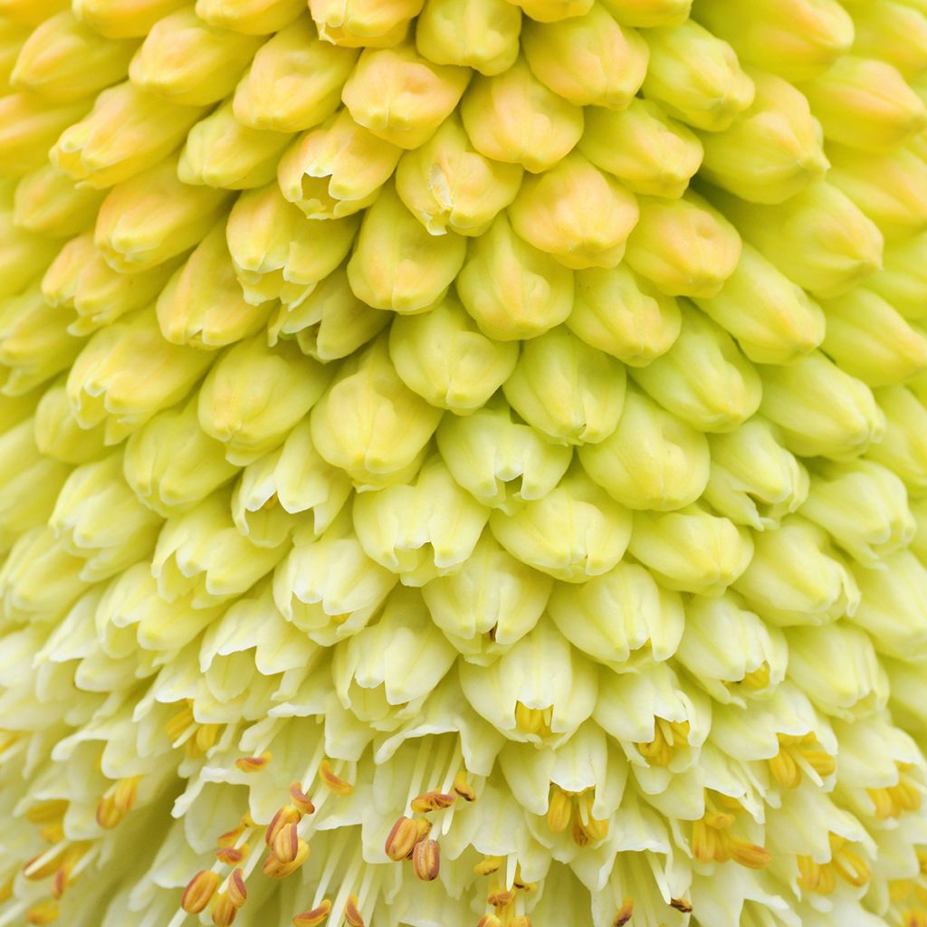 Kniphofia northiae - Fackellilie