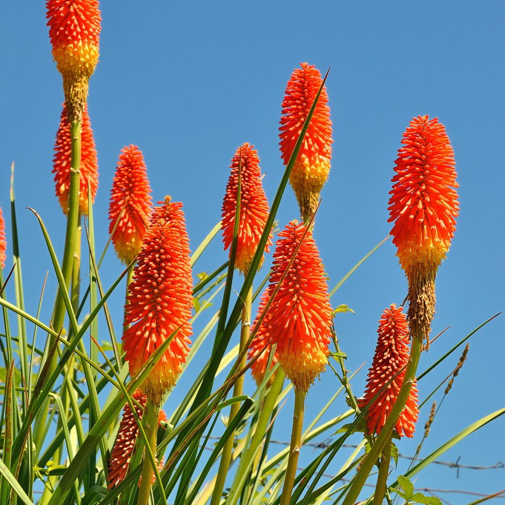 Kniphofia northiae - Fackellilie