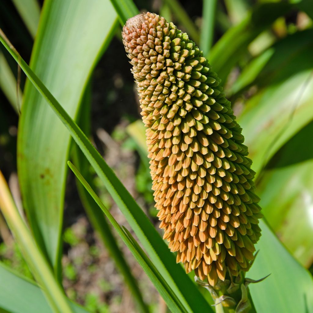 Kniphofia northiae - Fackellilie