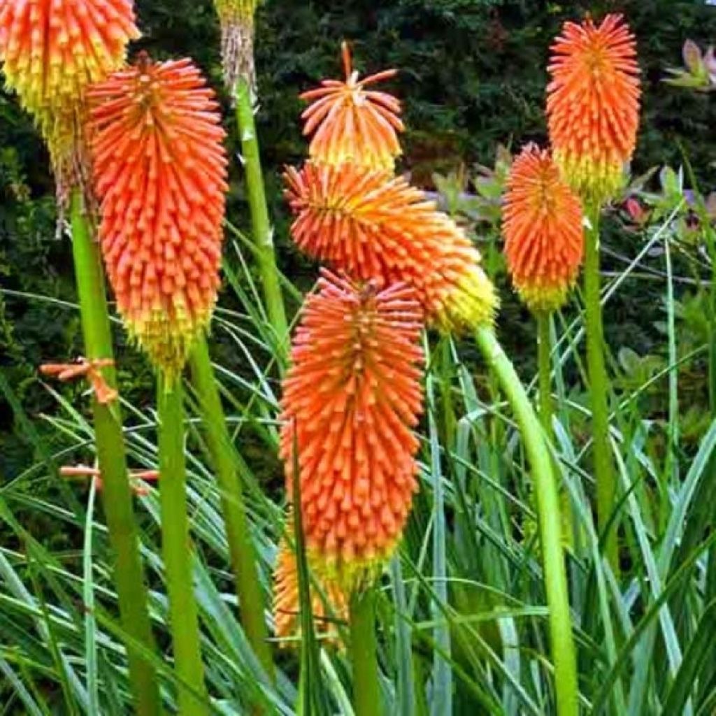 Kniphofia rooperi - Fackellilie