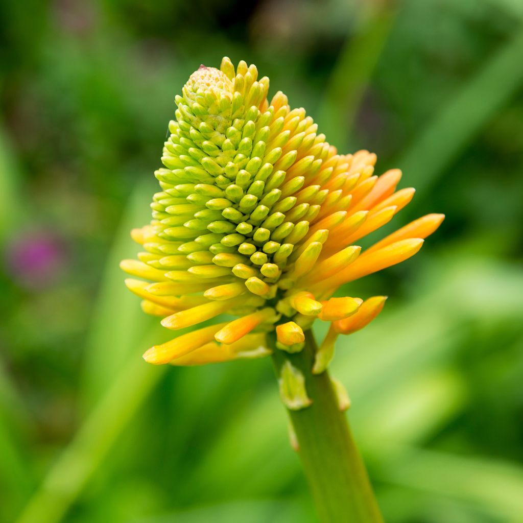 Kniphofia rooperi - Fackellilie