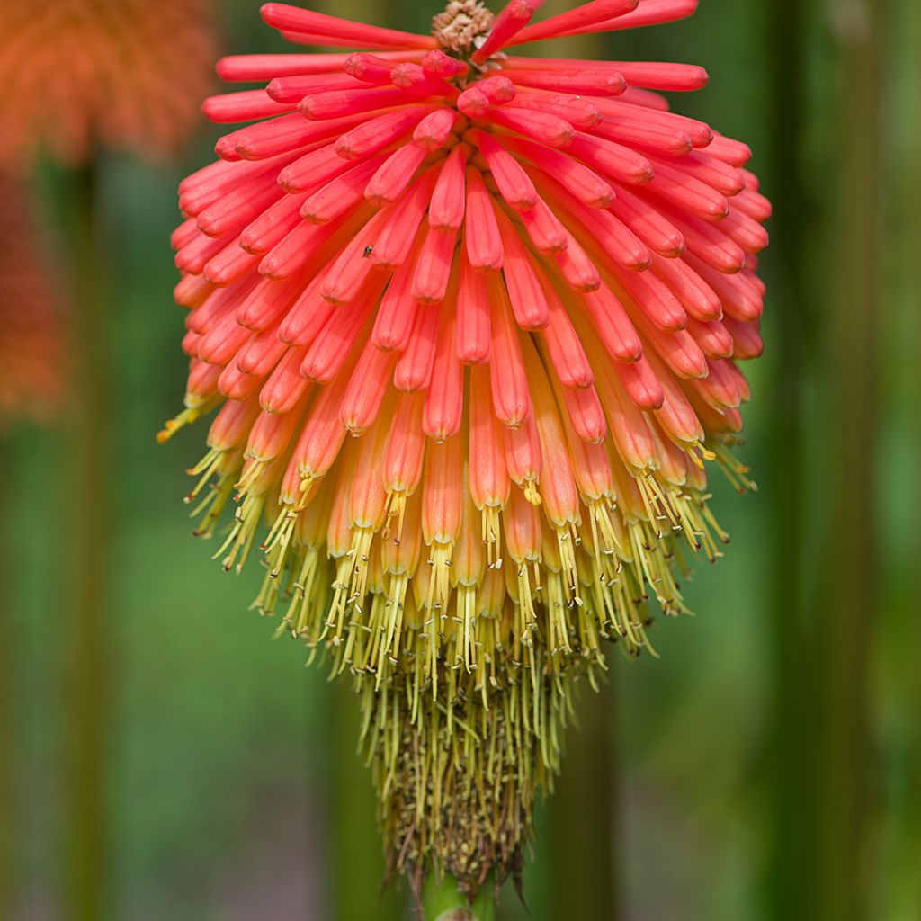 Kniphofia rooperi - Fackellilie