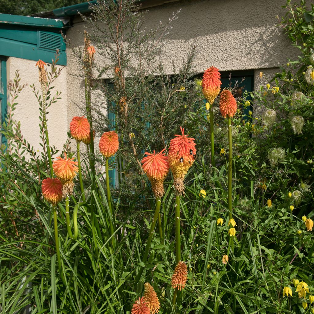 Kniphofia rooperi - Fackellilie