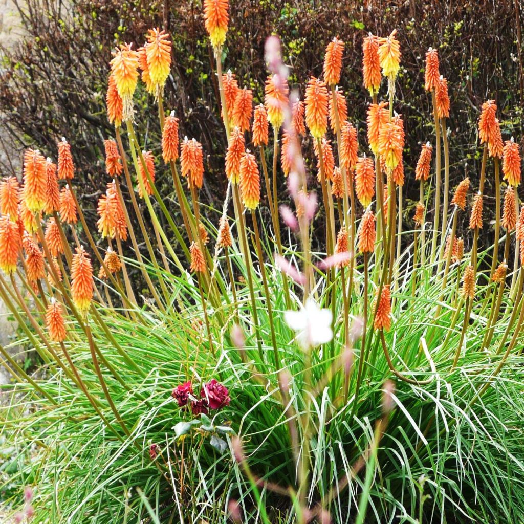 Garten-Fackellilie - Kniphofia uvaria