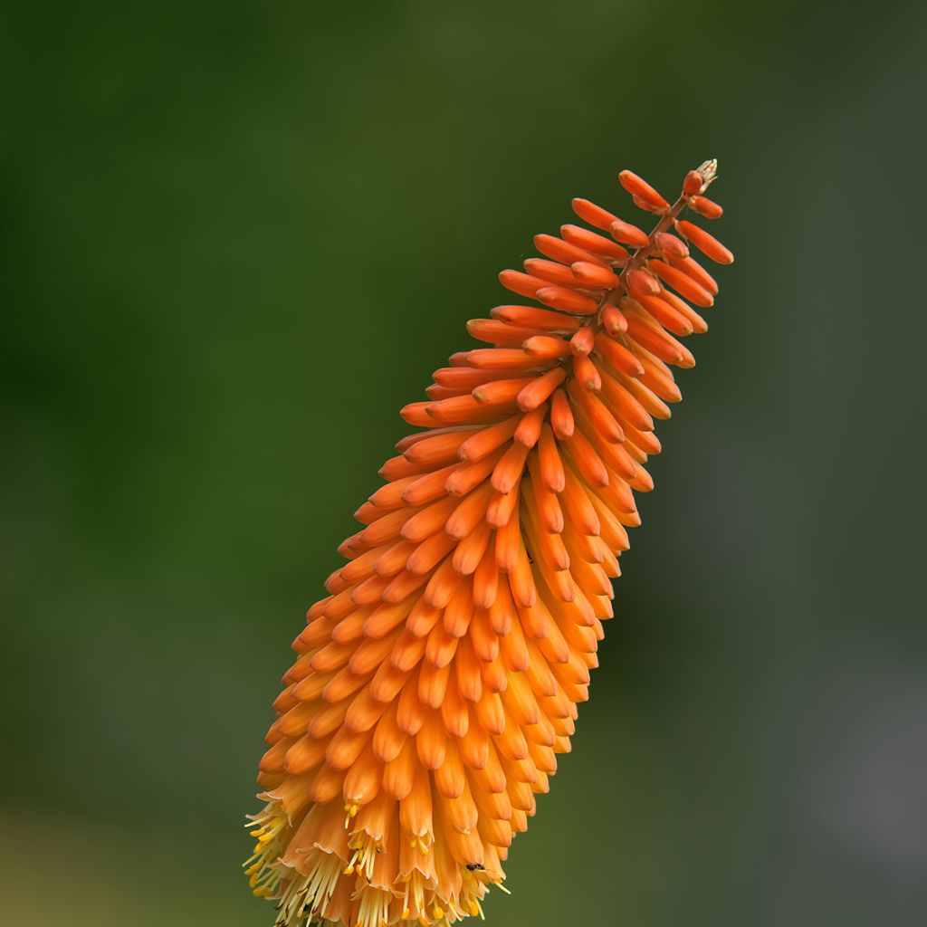 Garten-Fackellilie - Kniphofia uvaria