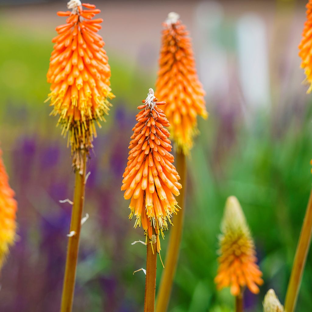 Garten-Fackellilie - Kniphofia uvaria