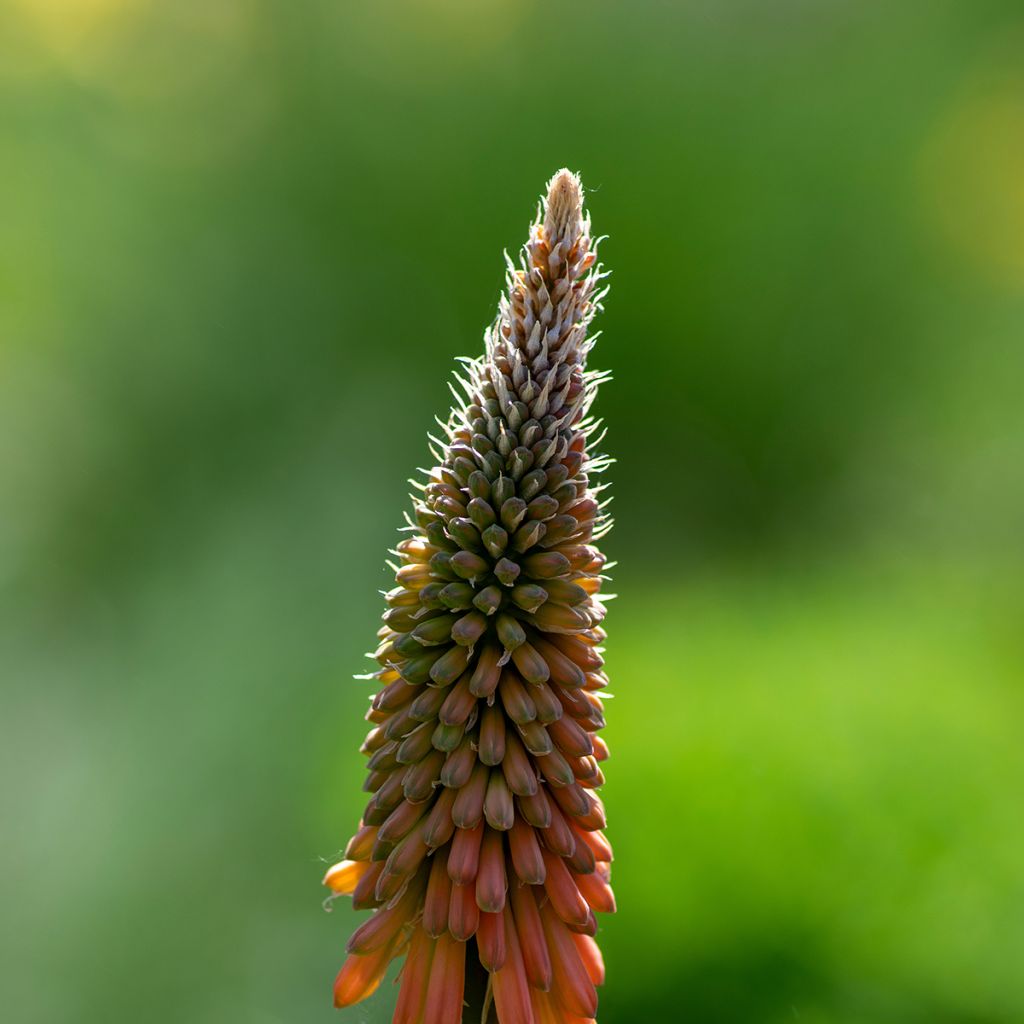 Garten-Fackellilie - Kniphofia uvaria