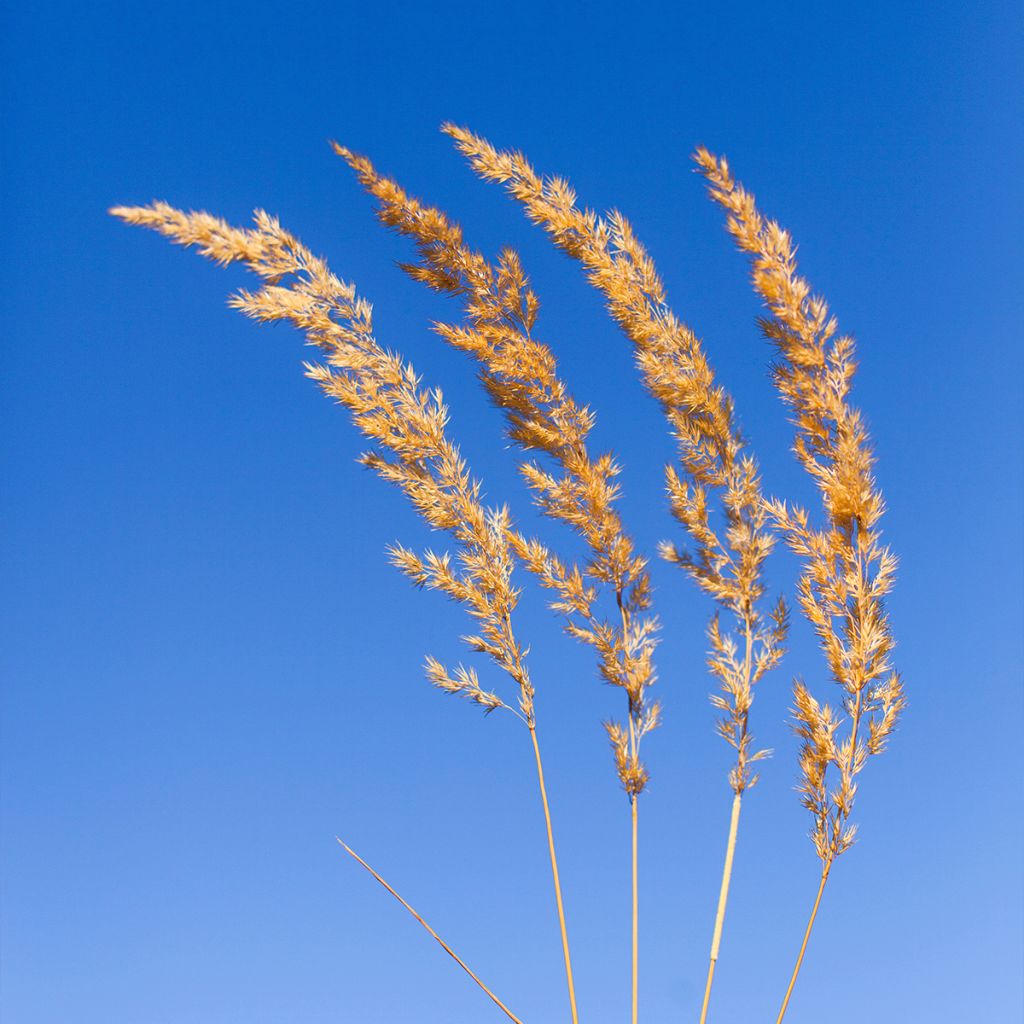 Koeleria glauca - Schillergras