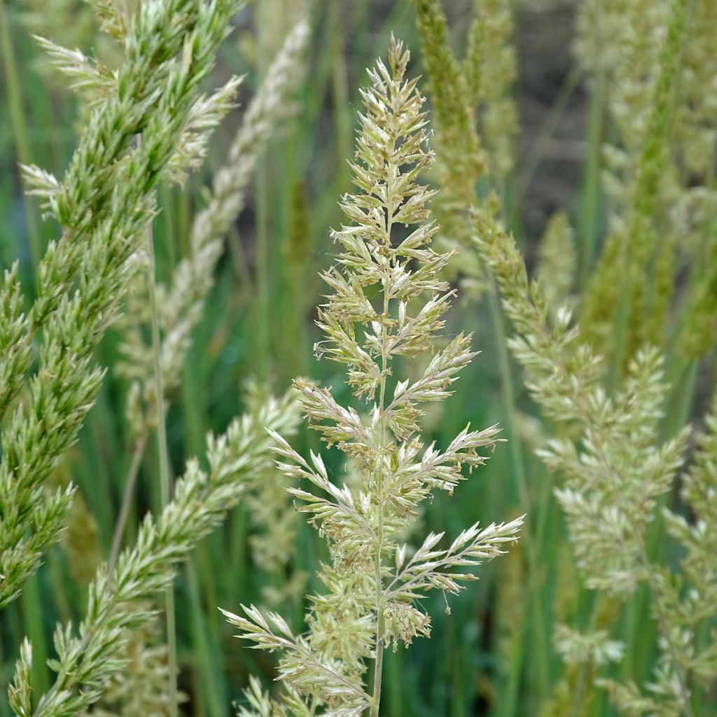 Koeleria glauca - Schillergras