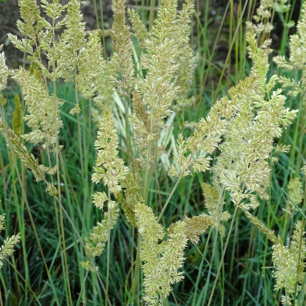 Koeleria glauca - Schillergras