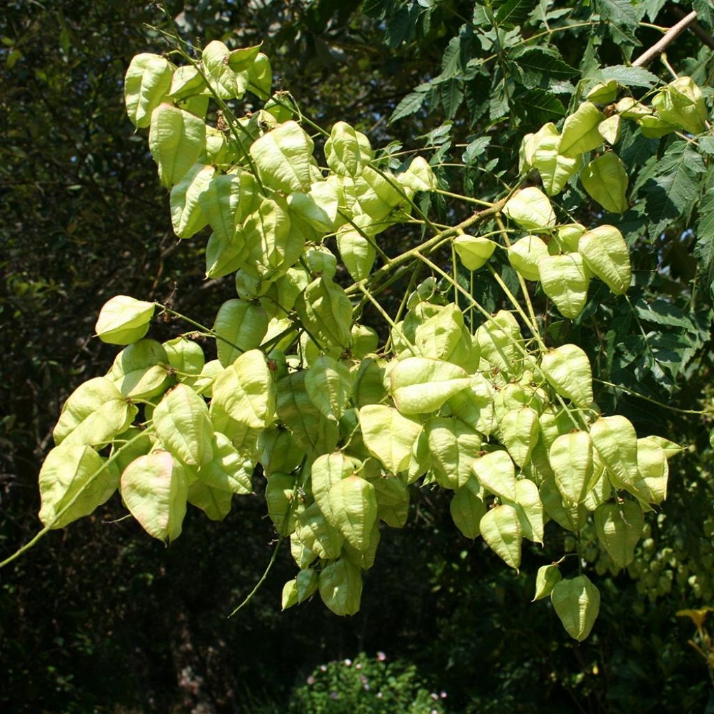 Koelreuteria paniculata - Blasenesche