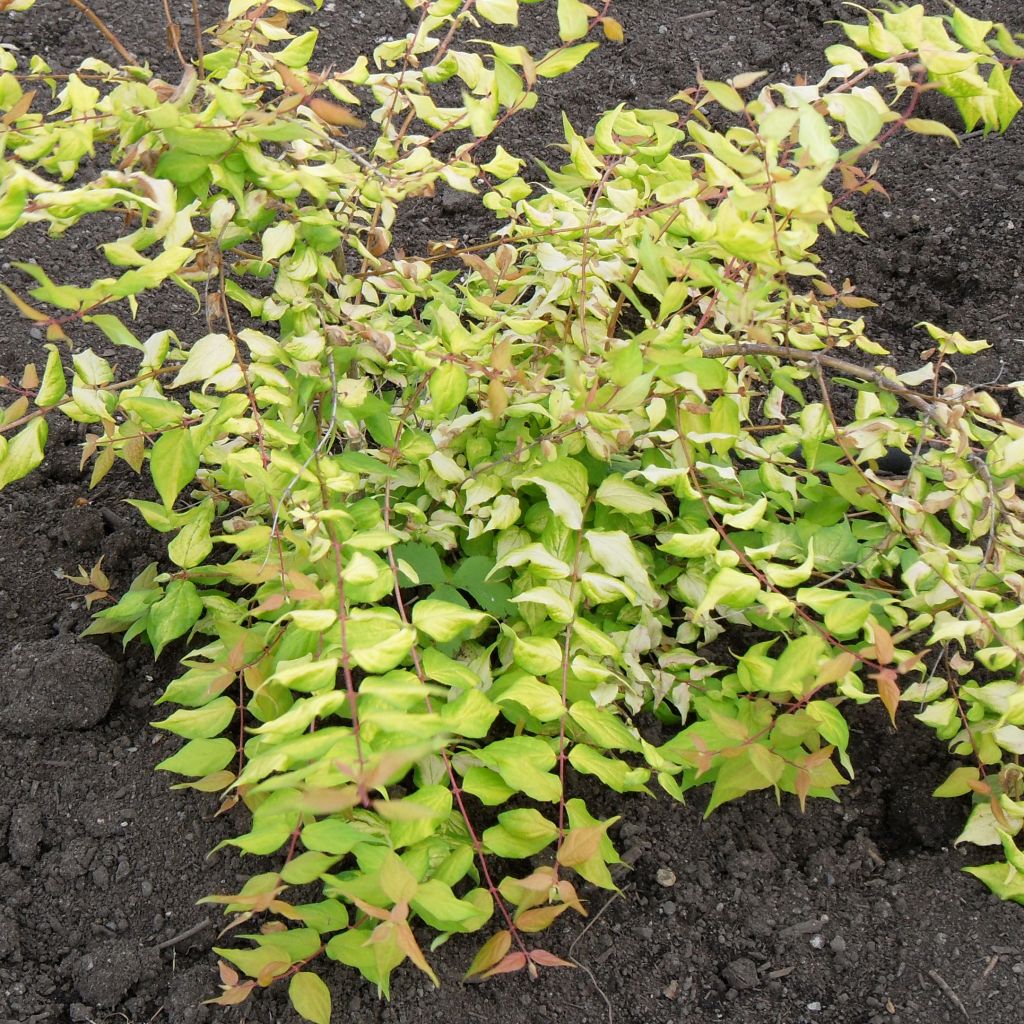 Kolkwitzia amabilis Maradco - Buisson de beauté