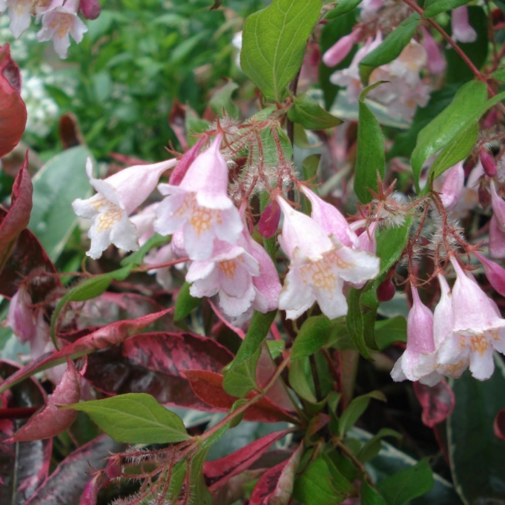 Kolkwitzia amabilis Pink Cloud - Scheinweigelie