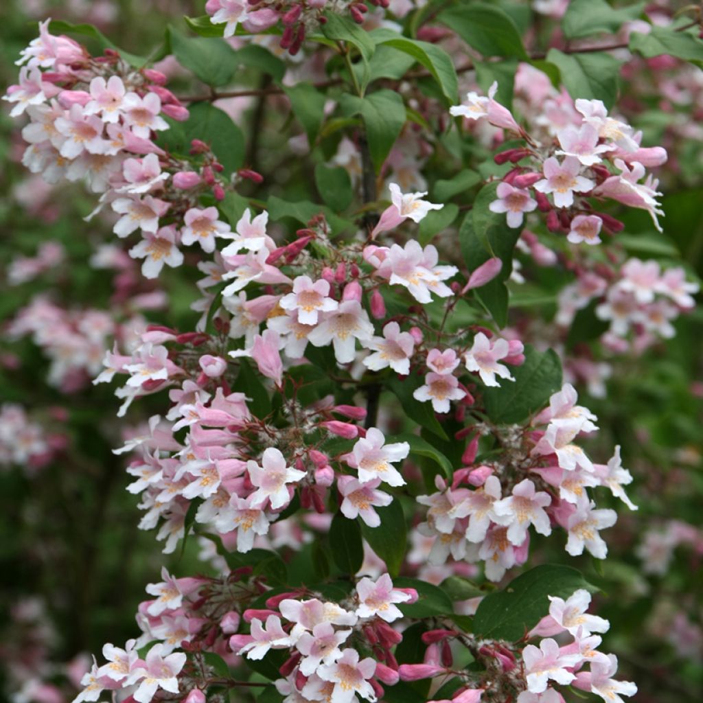 Kolkwitzia amabilis Pink Cloud - Scheinweigelie