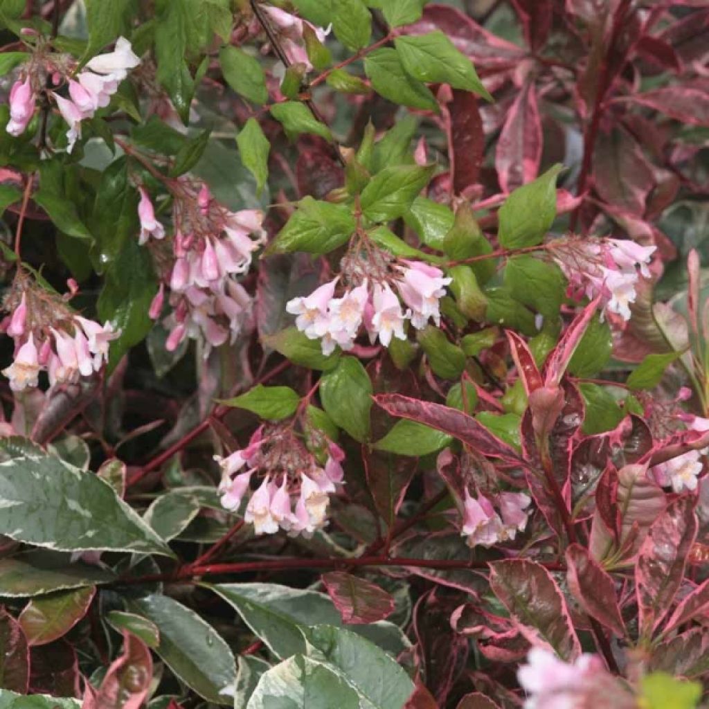 Kolkwitzia amabilis Pink Cloud - Scheinweigelie