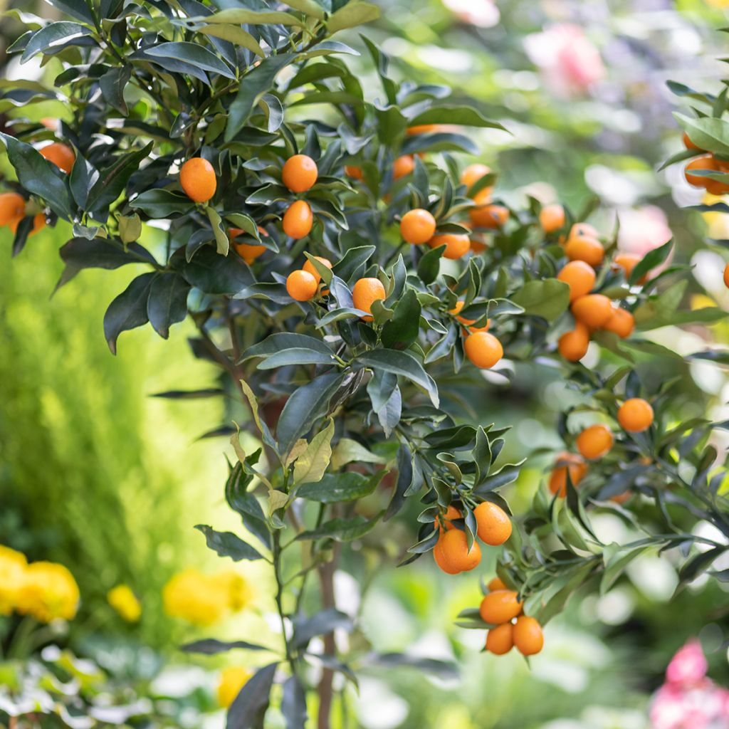 Kumquat obovata - Citrus japonica