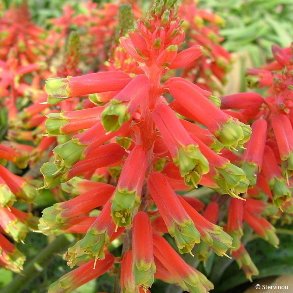 Lachenalia African Beauty Rosabeth - Lachenalie