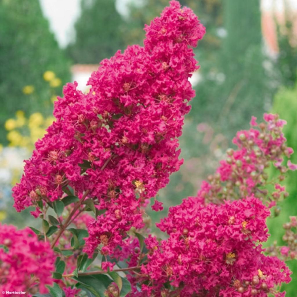 Chinesische Kräuselmyrte Summer Charm Tonto - Lagerstroemia