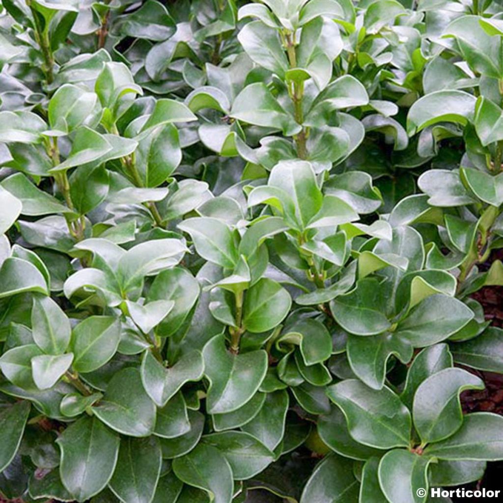 Japanischer Liguster Rotundifolium - Ligustrum japonicum