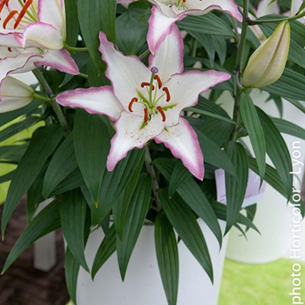 Orientalische Lilie Hotline - Lilium oriental