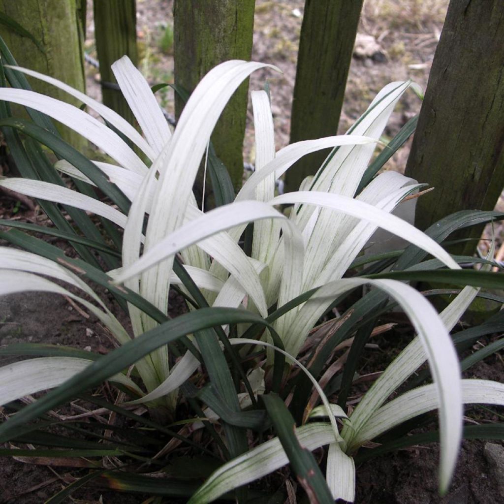 Liriope muscari Okina - Lilientraube