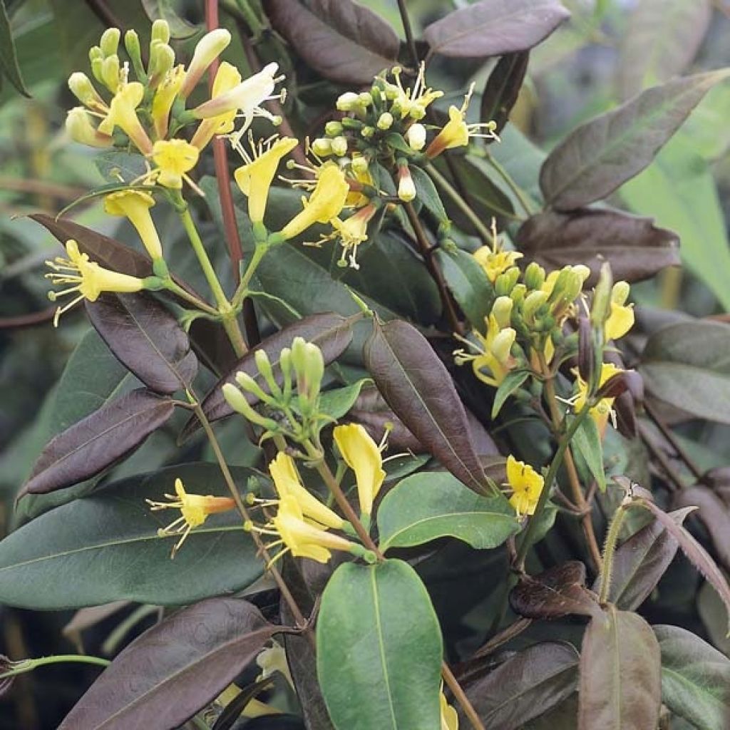 Lonicera henryi Copper Beauty - Immergrünes Geißblatt