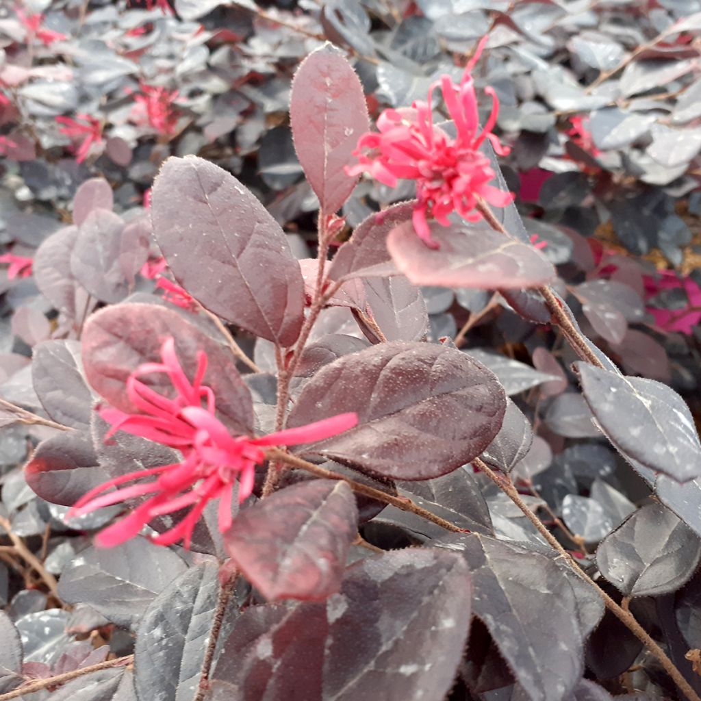 Loropetalum chinense Rouge de la Majorie - Riemenblüte