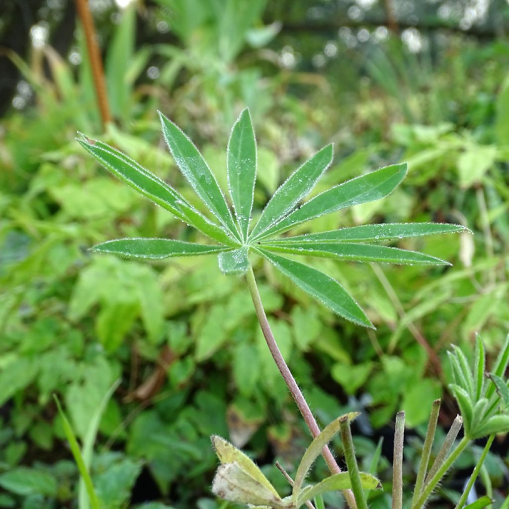 Lupin Minaret (Minarette)