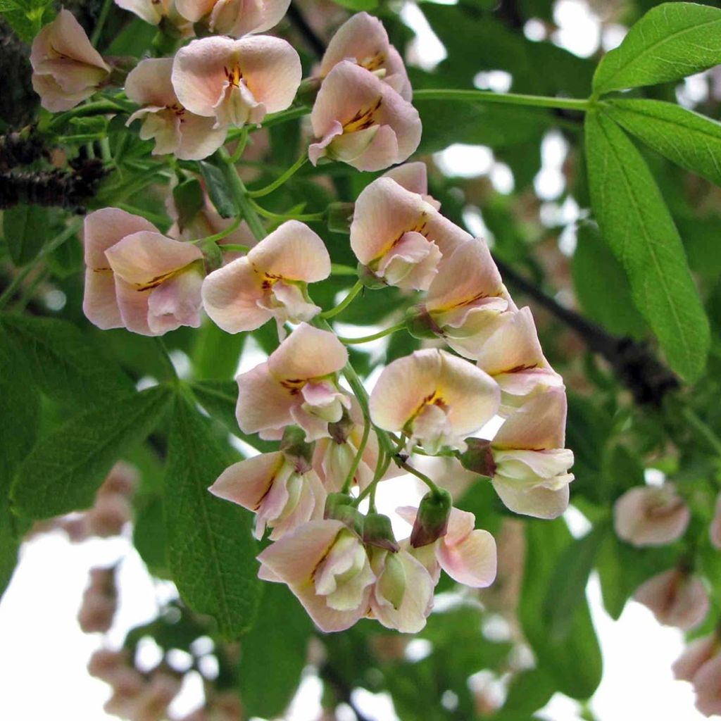 Laburnocytisus adamii - Geißkleegoldregen