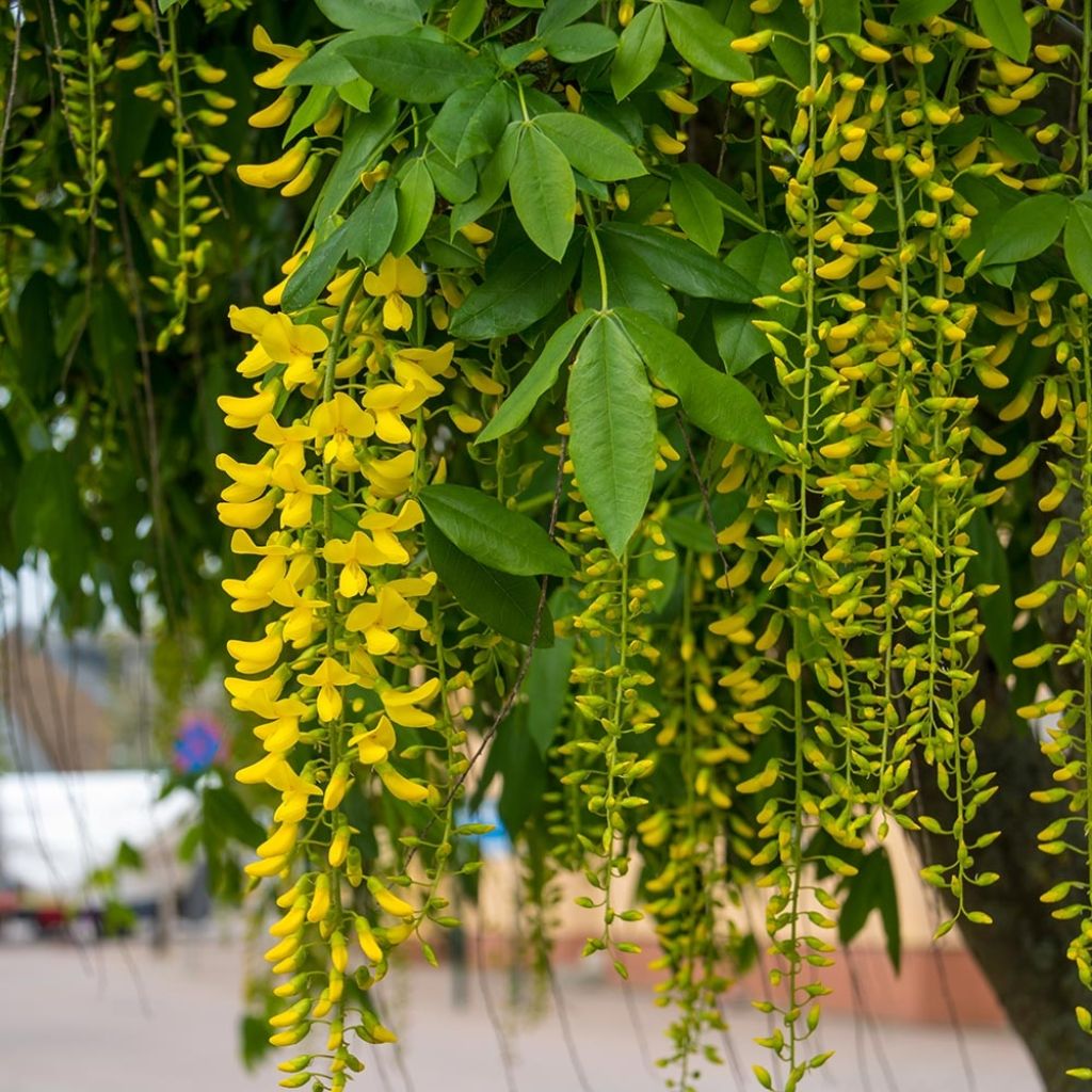 Laburnum alpinum Pendulum - Cytise des Alpes