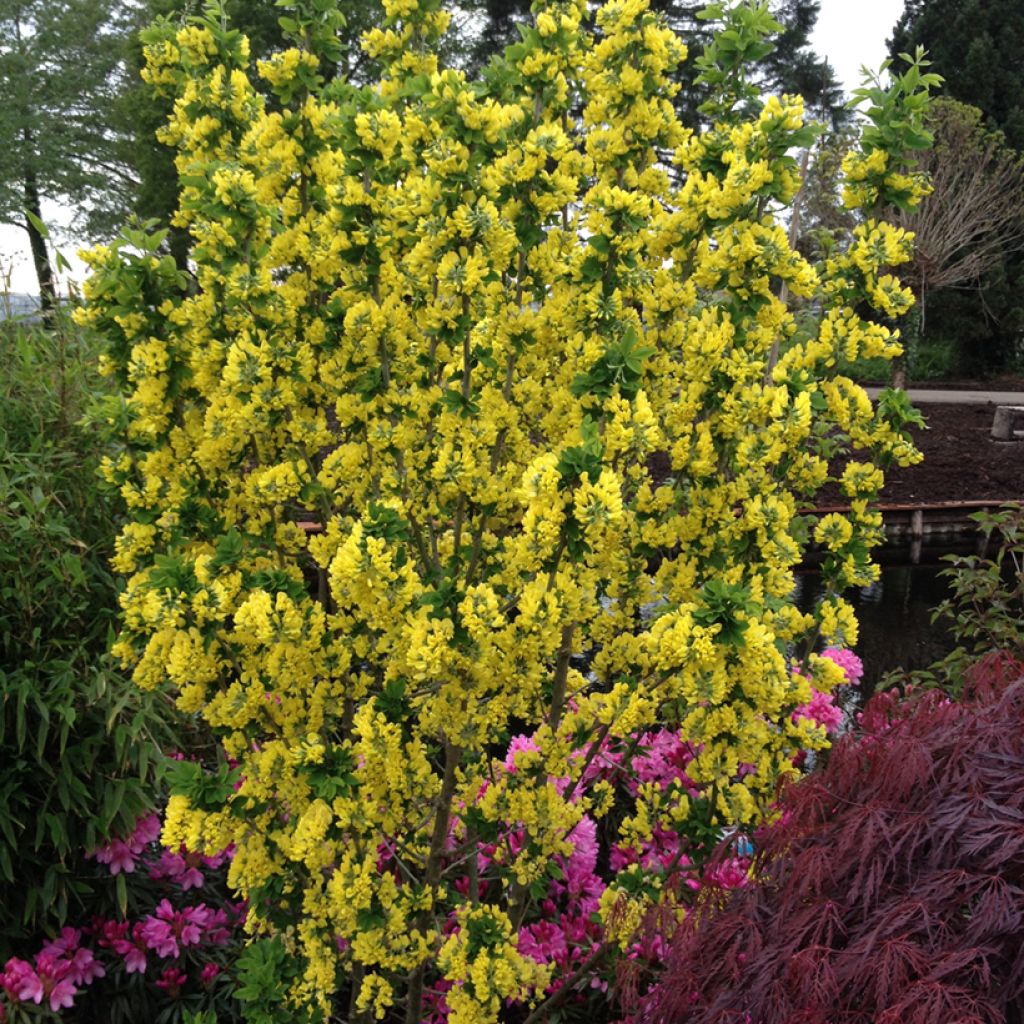 Laburnum anagyroides Sunspire - Gewöhnlicher Goldregen