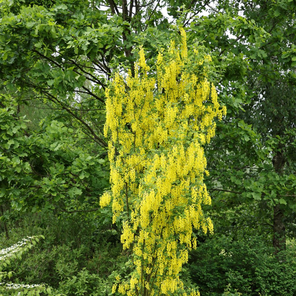 Laburnum anagyroides Yellow Rocket - Gewöhnlicher Goldregen