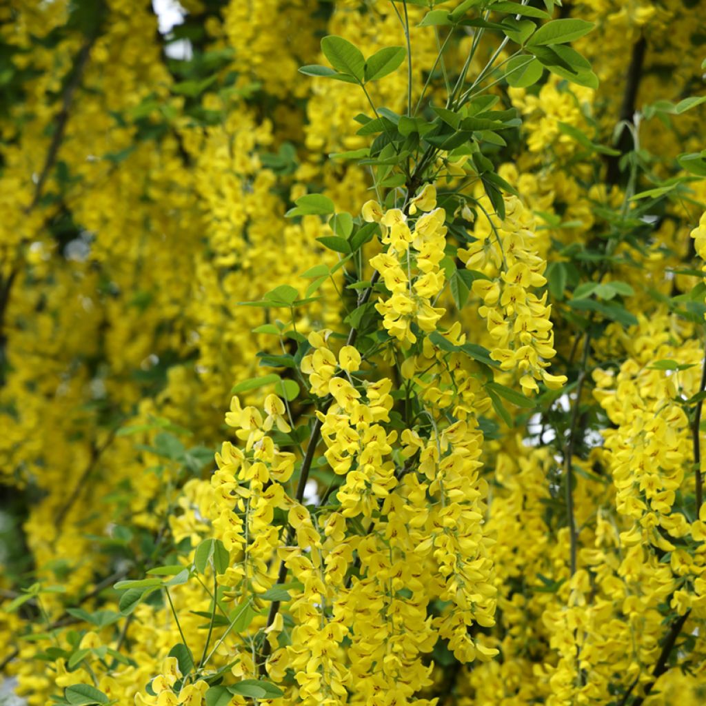 Laburnum anagyroides Yellow Rocket - Gewöhnlicher Goldregen