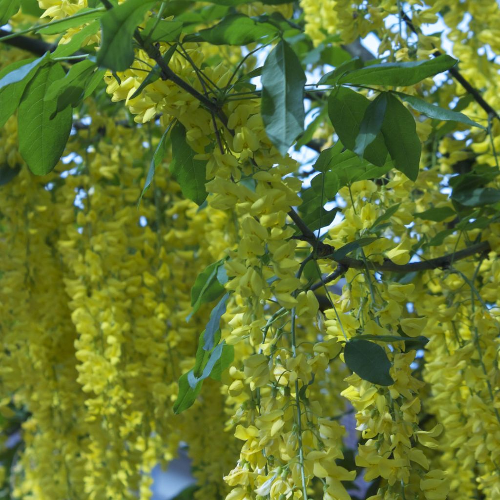 Laburnum alpinum Pendulum - Alpen-Goldregen