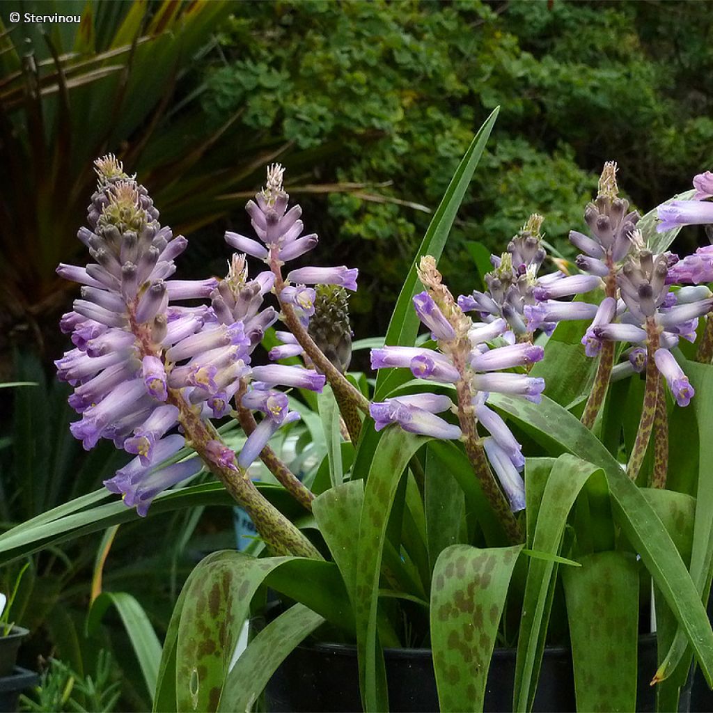 Lachenalia African Beauty Rupert - Lachenalie