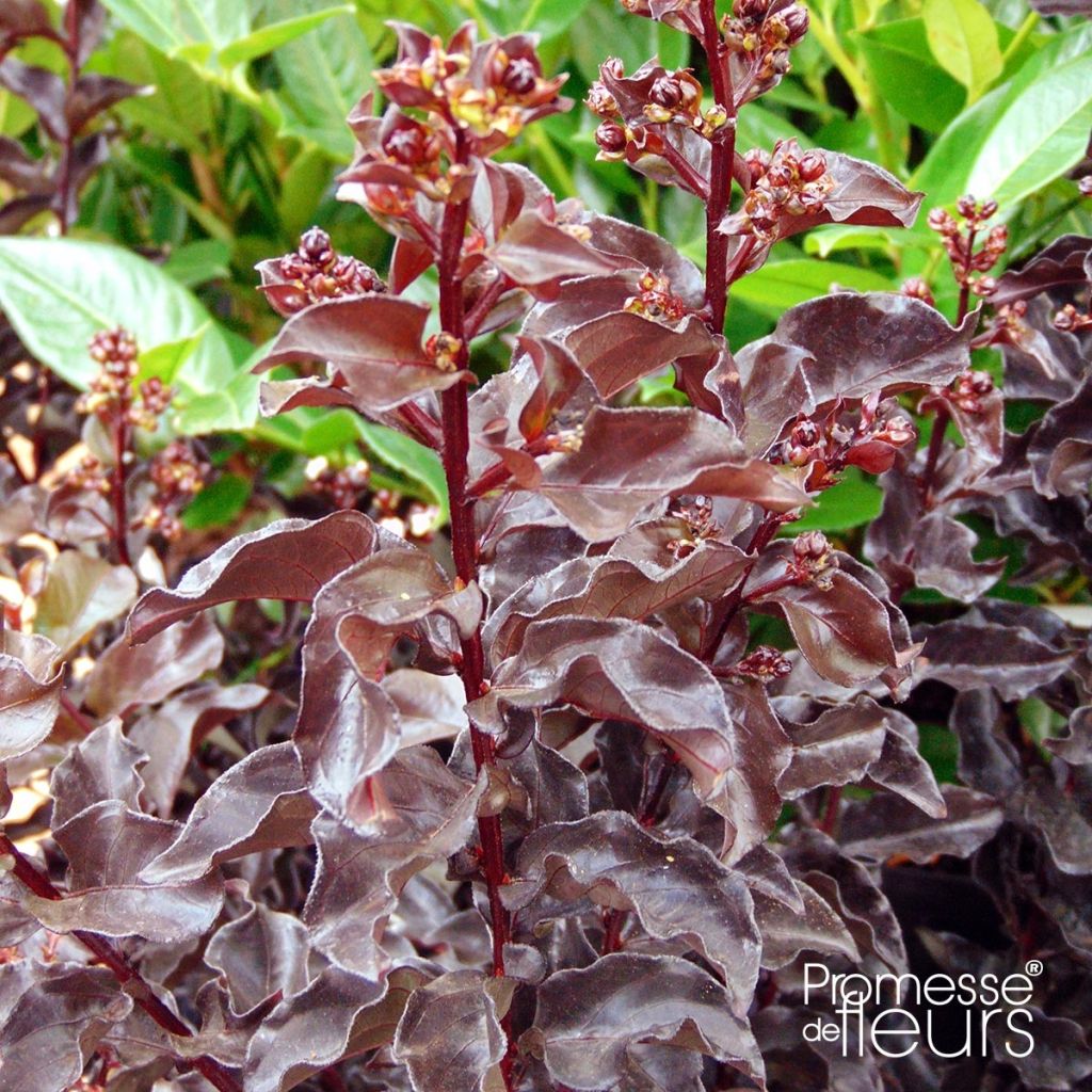 Lagerstroemia indica Black Solitaire Best Red - Lilas des Indes