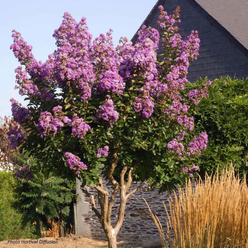 Chinesische Kräuselmyrte Lilac Grand Sud - Lagerstroemia