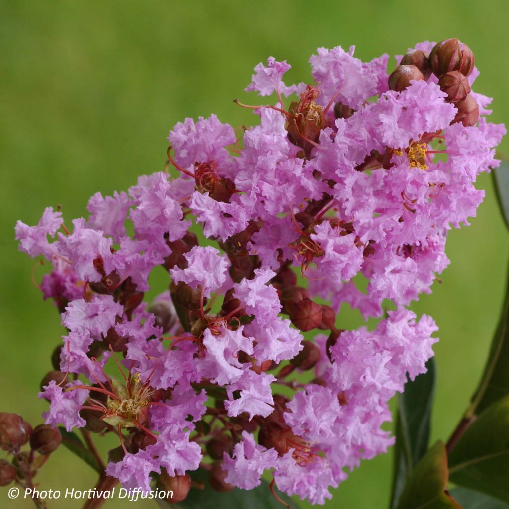 Lagerstroemia Lilac Grand Sud - Lilas des Indes.