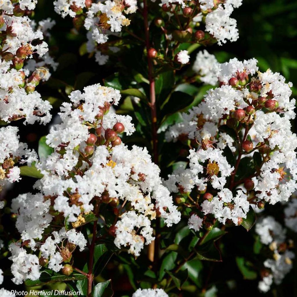 Lagerstroemia Neige d'Eté - Lilas des Indes