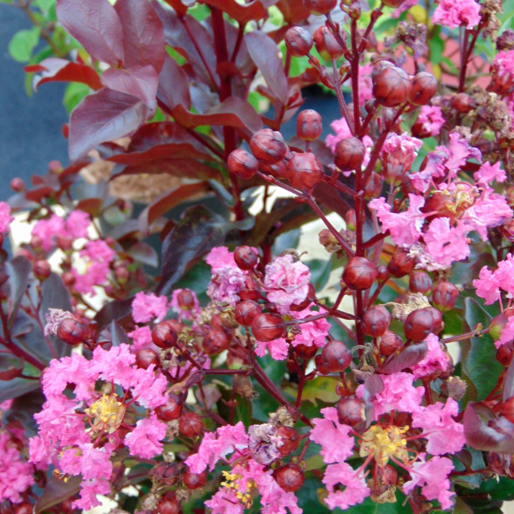 Chinesische Kräuselmyrte Rhapsody in PINK - Lagerstroemia