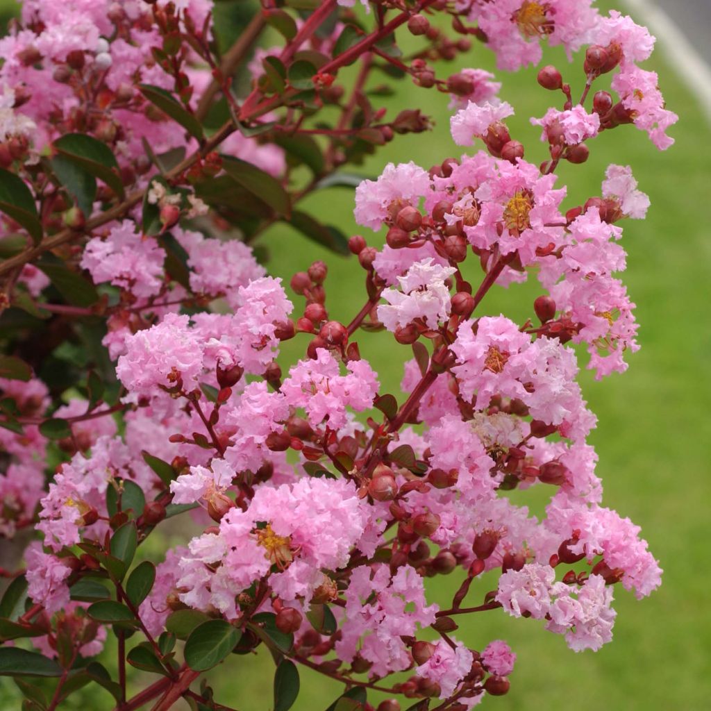 Lagerstroemia indica Berlingot Menthe - Lilas des Indes