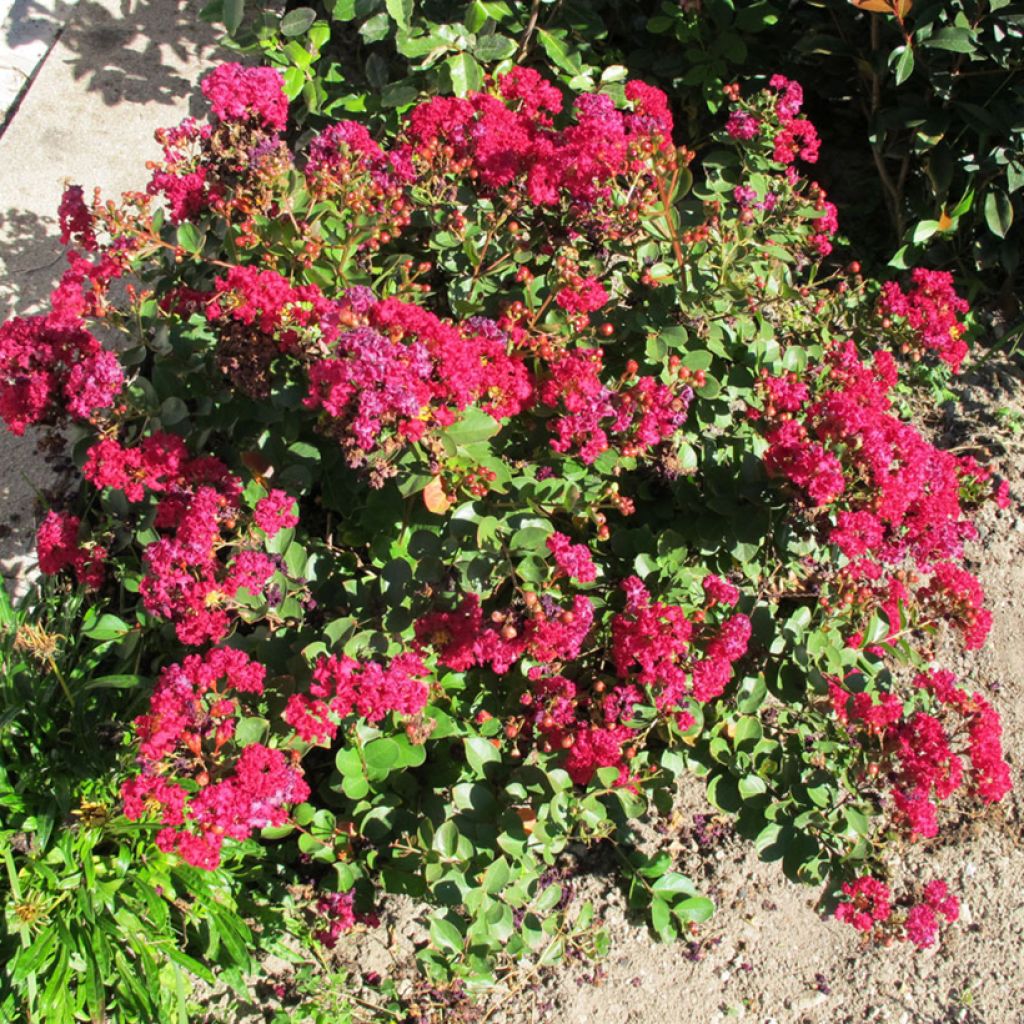 Chinesische Kräuselmyrte Cherry - Lagerstroemia