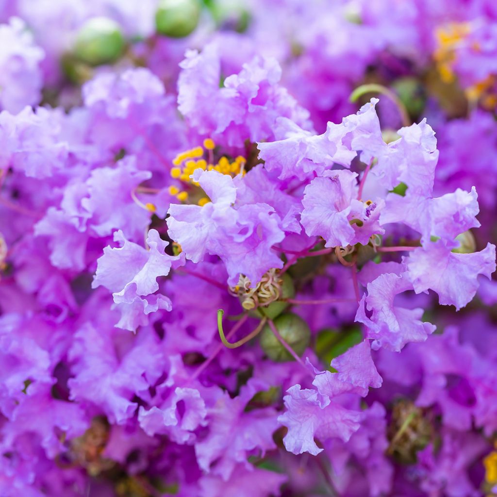 Lagerstroemia indica Cordon bleu - Lilas des Indes bleu lavande