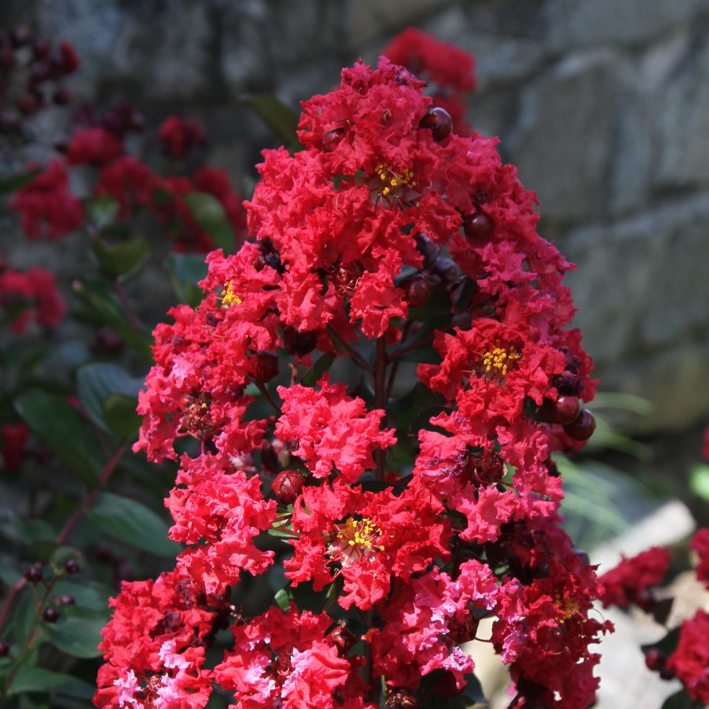 Chinesische Kräuselmyrte Dynamite - Lagerstroemia