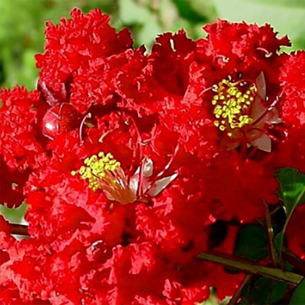 Chinesische Kräuselmyrte Dynamite - Lagerstroemia