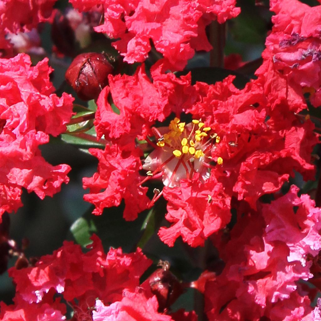 Chinesische Kräuselmyrte Dynamite - Lagerstroemia